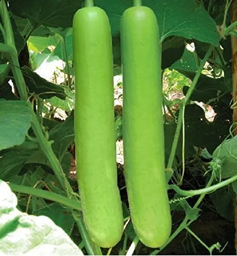 Bottle Gourd (Lauki) - Light and nutritious Vitamin D vegetable