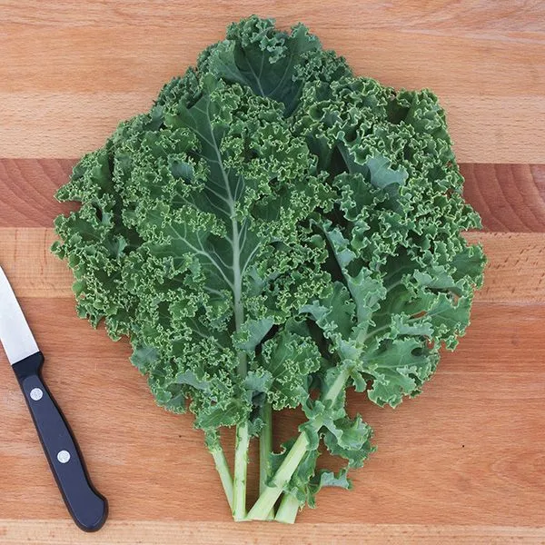 Kale - Superfood leafy vegetable rich in Vitamin D and minerals