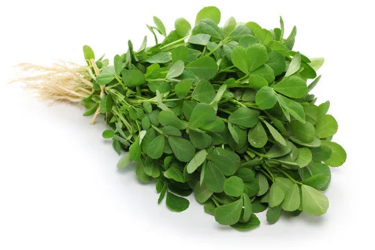 Fenugreek Leaves (Methi) - Winter vegetable for Vitamin D and nutrition